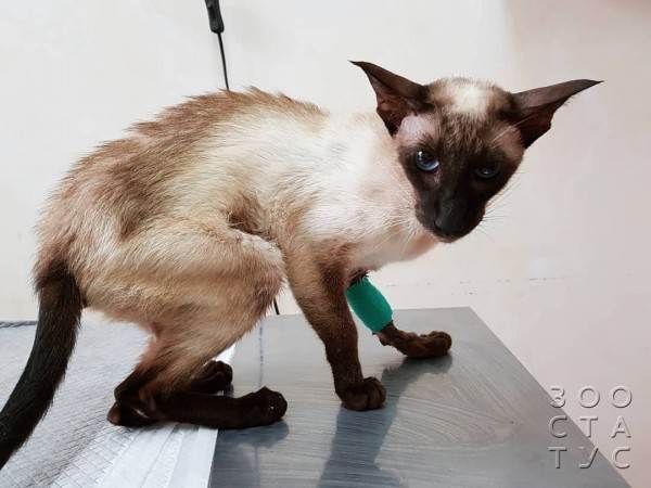 Гипервитаминоз А у кошек Фото опасность печени для кошек