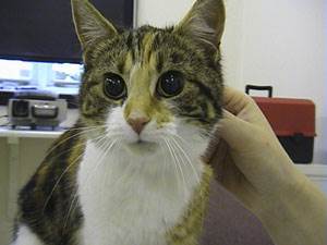 Гипертензия у кошек Фото