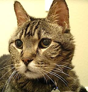 Гипертиреоз у кошек Фото