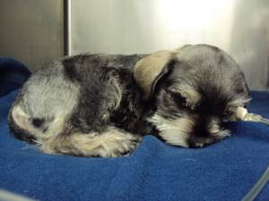 Гипогликемия у собак Фото