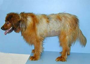 Гипотиреоз у собак Фото