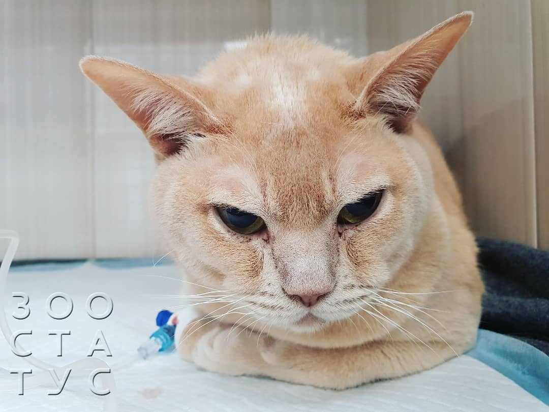 Пониженная температура тела у кошек Фото гипотермия у кошки