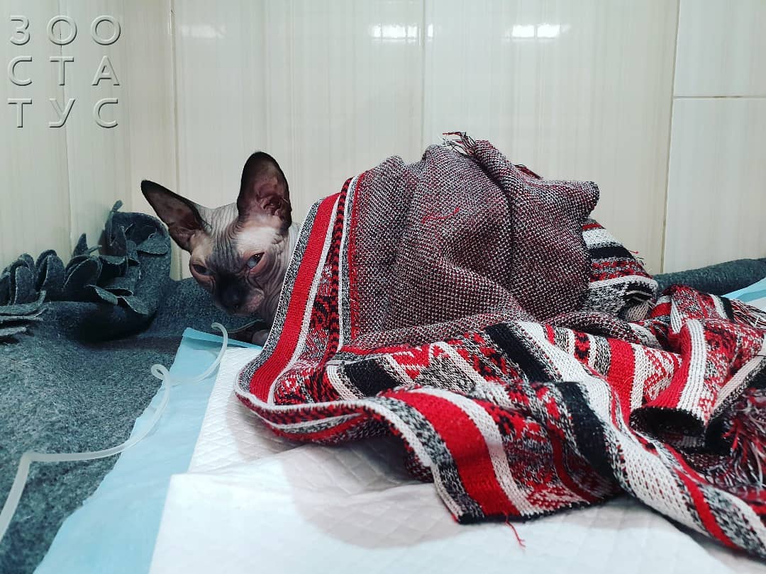 Пониженная температура тела у кошек Фото гипотермия у кошки