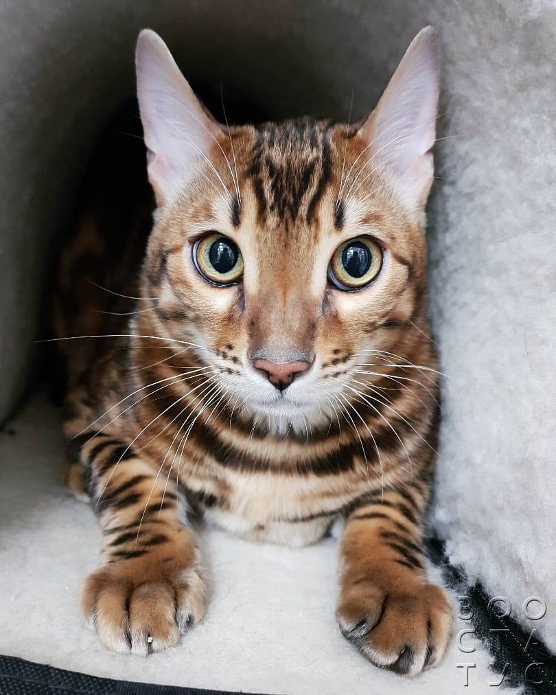 Пониженная температура тела у кошек Фото гипотермия у кошки