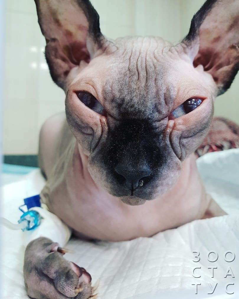 Пониженная температура тела у кошек Фото гипотермия у кошки