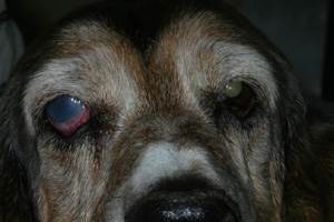 Глаукома у собак Фото