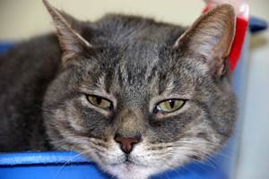 Гломерулонефрит у кошек Фото