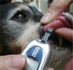 Глюкоза в крови у собак Фото