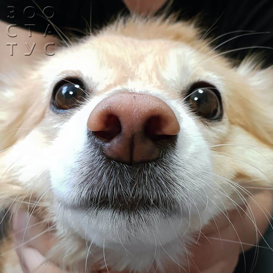 Гнойные выделения из носа у собак Фото выделения из носа собаки