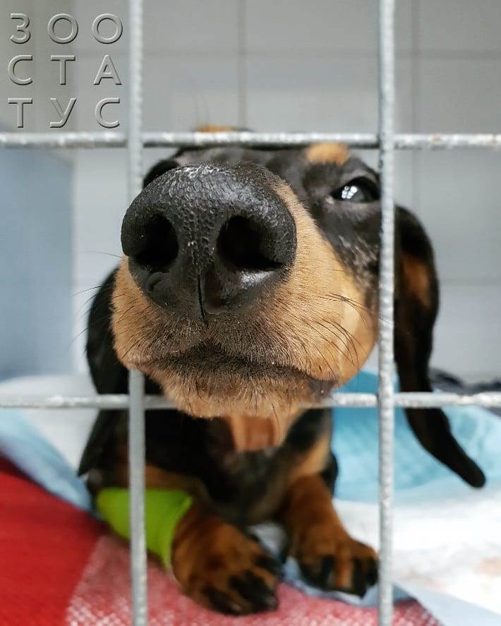 Гнойные выделения из носа у собак Фото выделения из носа собаки