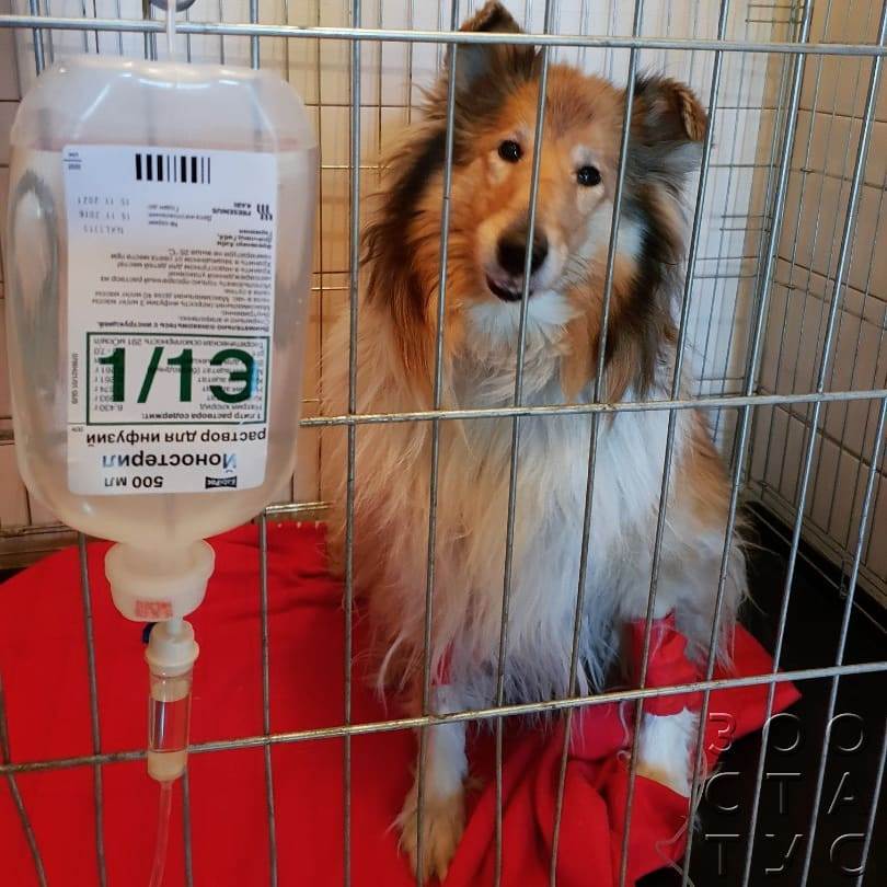 Гнойные выделения из носа у собак Фото выделения из носа собаки