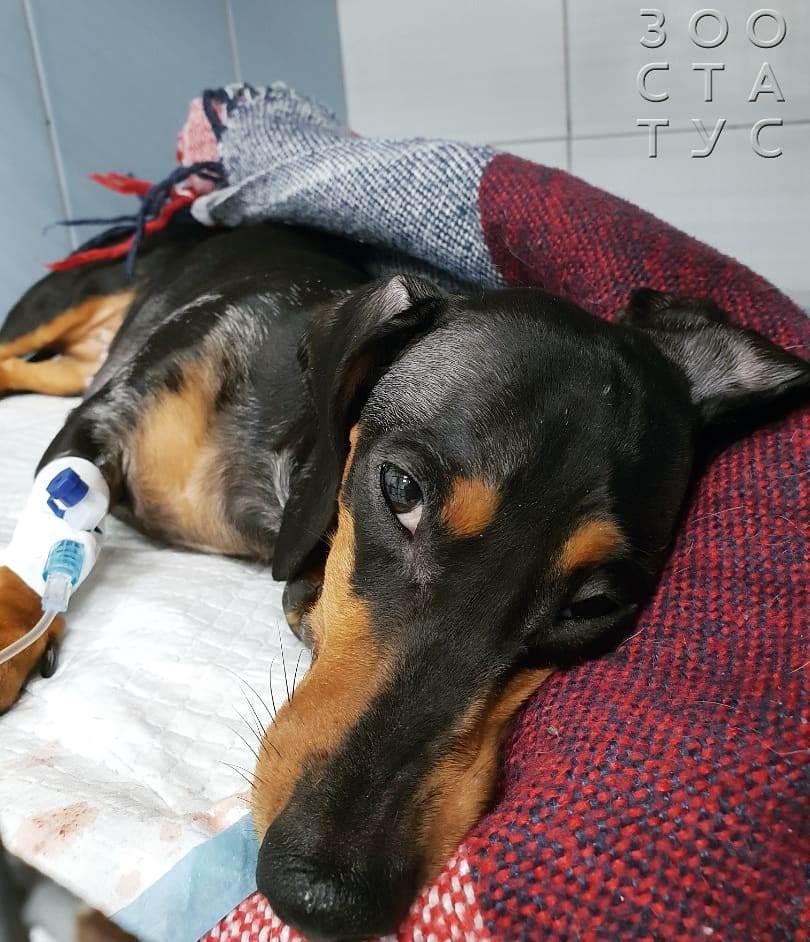 Гнойные выделения из носа у собак Фото выделения из носа собаки