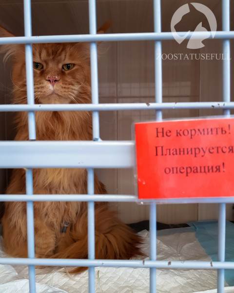 Почему перед операцией животных нельзя кормить Фото почему перед анестезией обязательна голодная диета