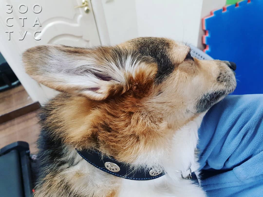 Горячие уши у собаки Фото горячие уши у собак