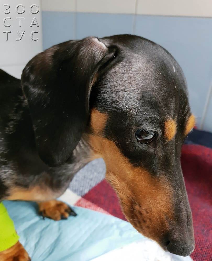 Горячие уши у собаки Фото горячие уши у собак