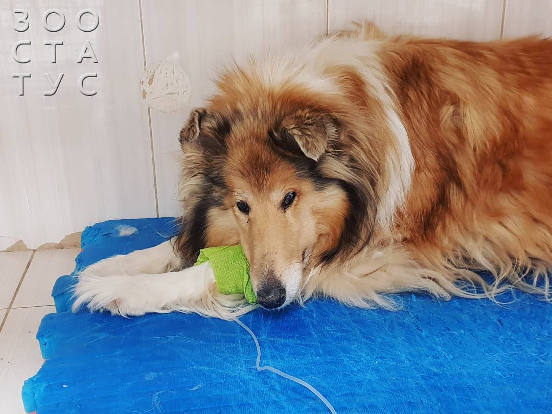 Горячие уши у собаки Фото горячие уши у собак