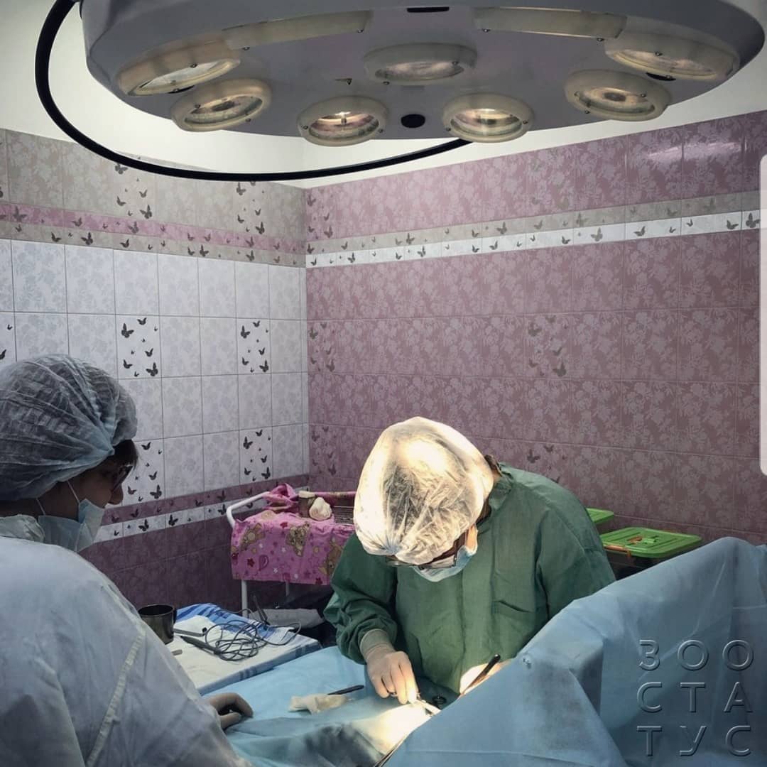 Пупочная грыжа у собак Фото удаление пупочной грыжи у собак