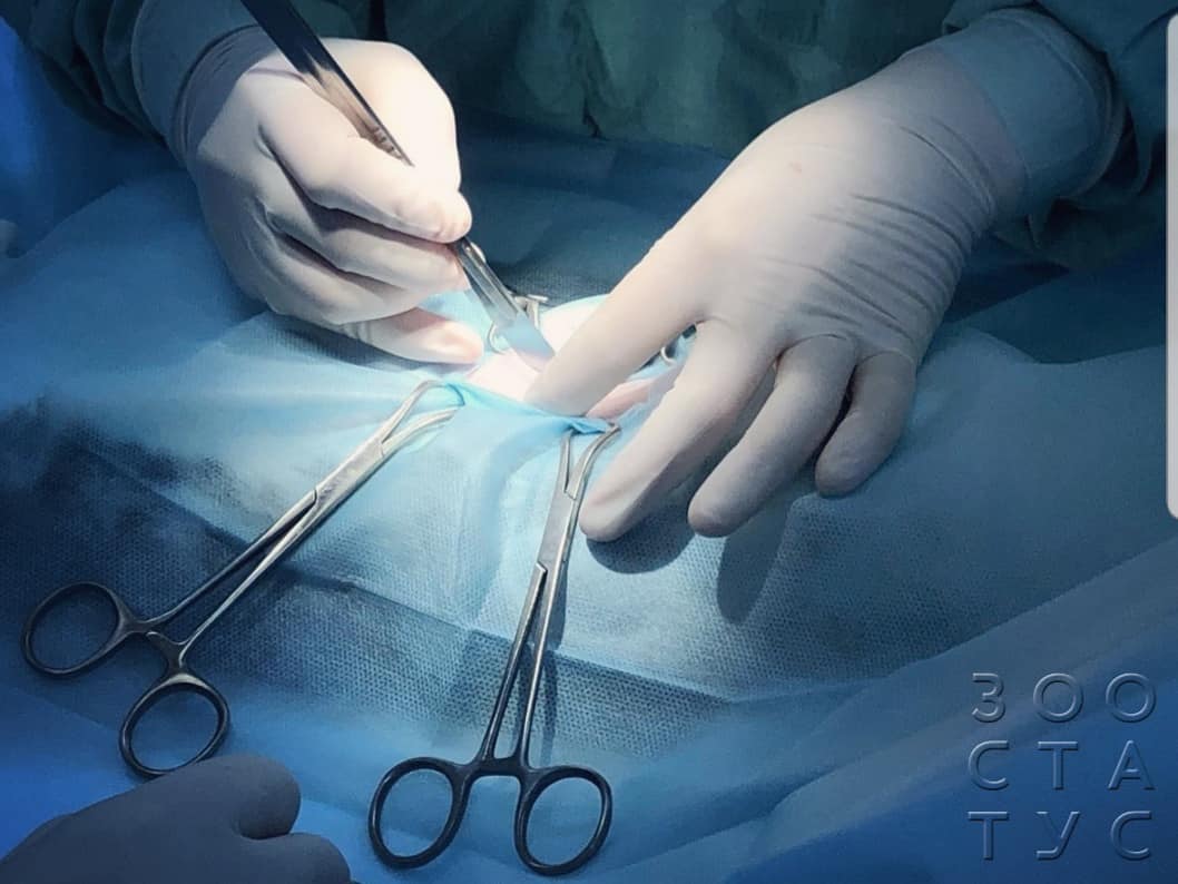 Пупочная грыжа у собак Фото удаление пупочной грыжи у собак