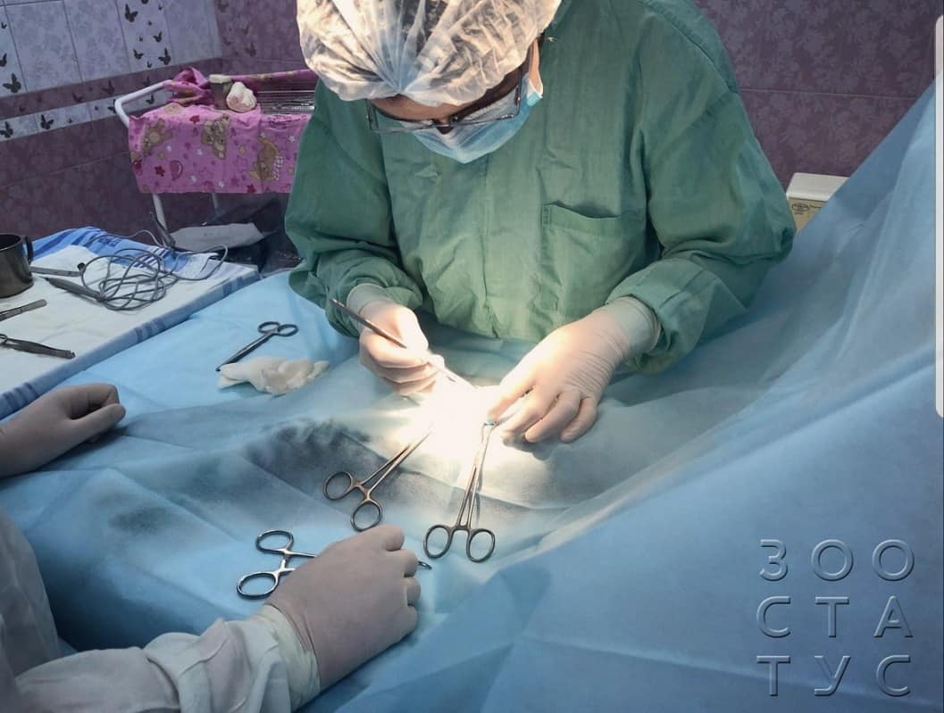 удаление пупочной грыжи у собак