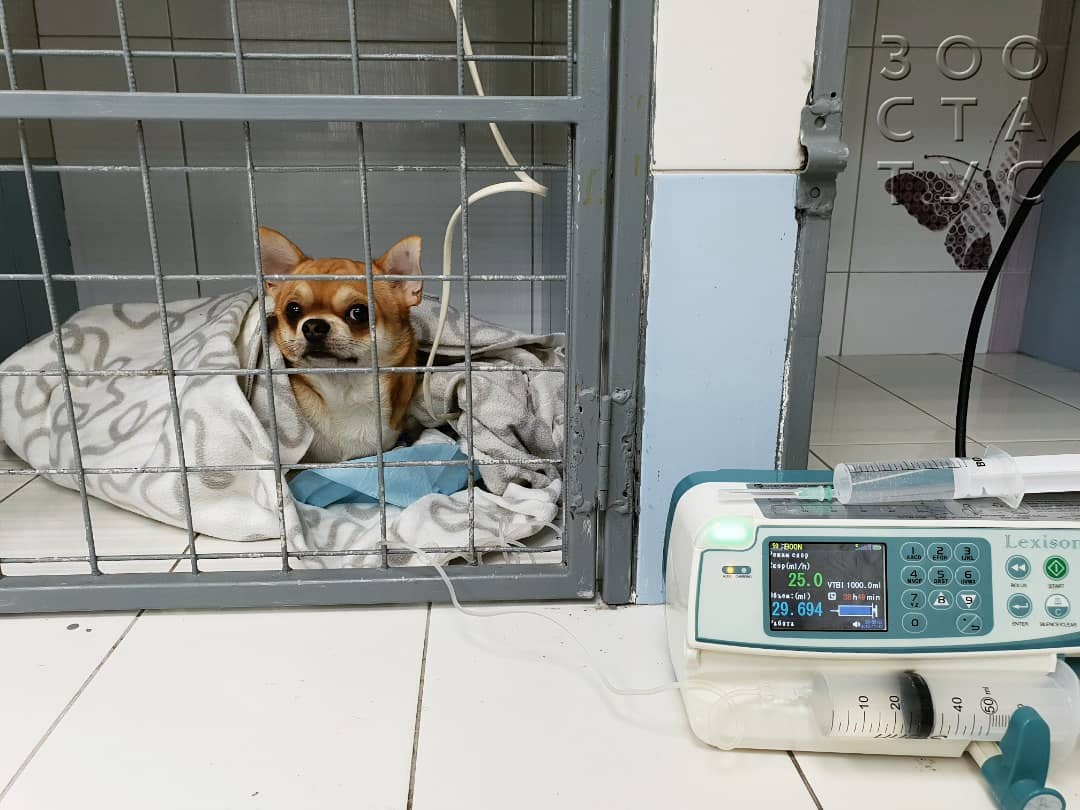 Пупочная грыжа у собак Фото удаление пупочной грыжи у собак