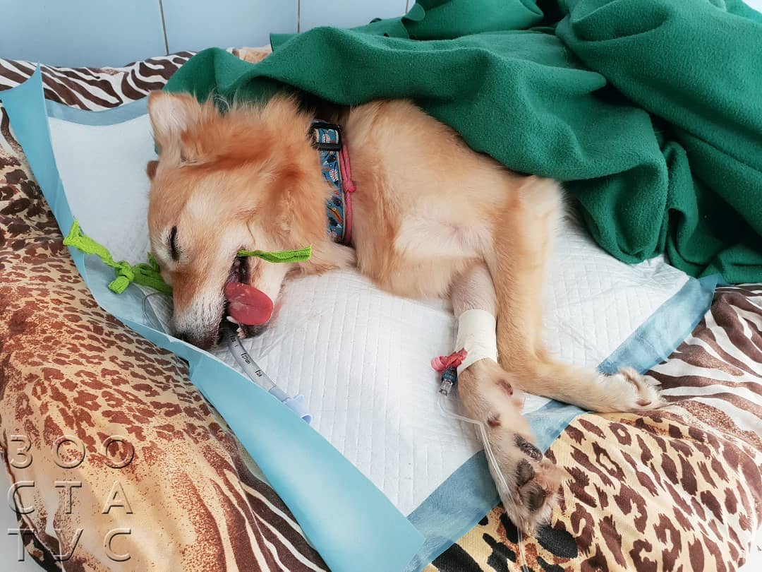 Пупочная грыжа у собак Фото удаление пупочной грыжи у собак