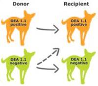 Группы крови у собак Фото