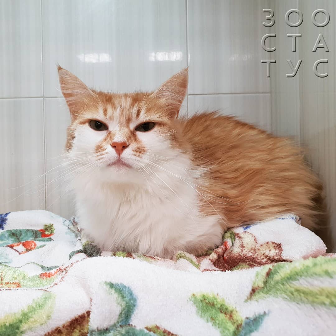 Хроническая почечная недостаточность у кошек Фото хроническая болезнь почек у кошек