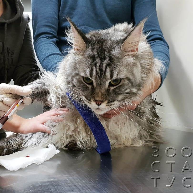 Хроническая почечная недостаточность у кошек Фото хроническая болезнь почек у кошек