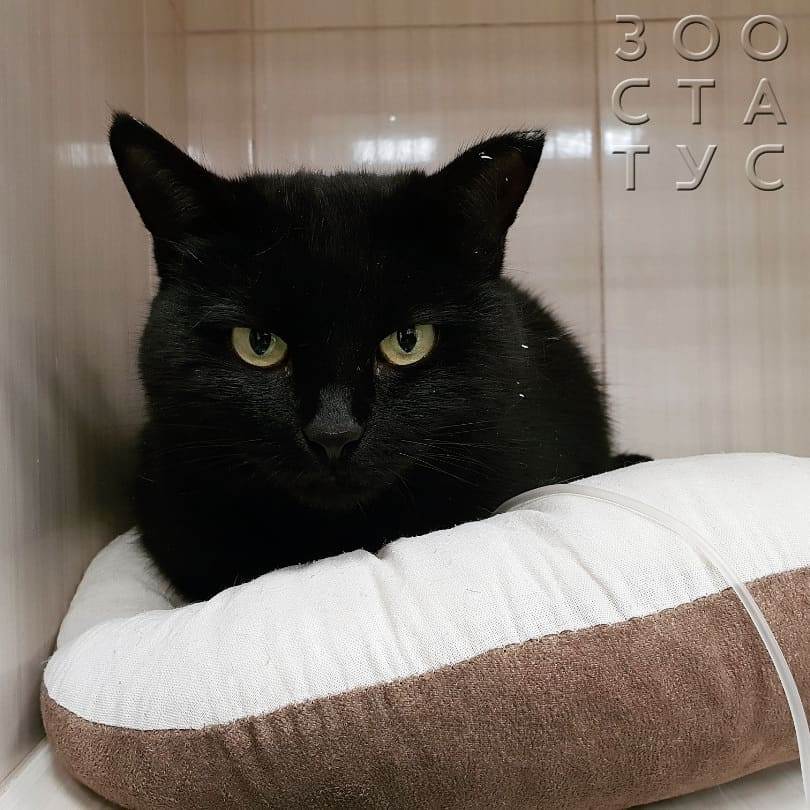 Хроническая почечная недостаточность у кошек Фото хроническая болезнь почек у кошек