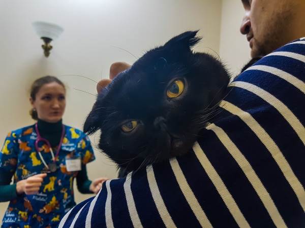 Стерилизация кошек уколом Фото химическая кастрация кошек