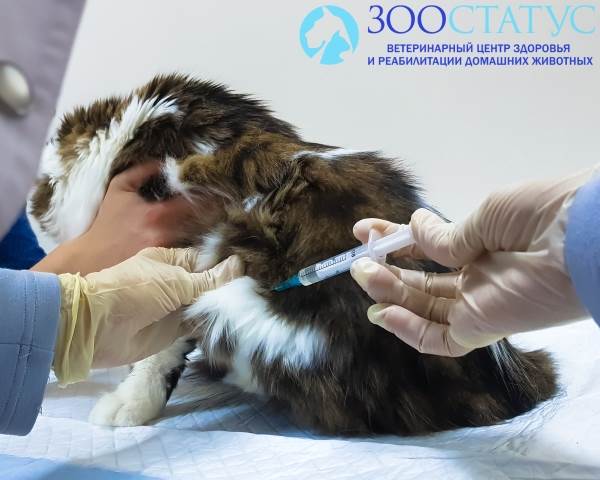 Стерилизация кошек уколом
Фото химическая кастрация кошек