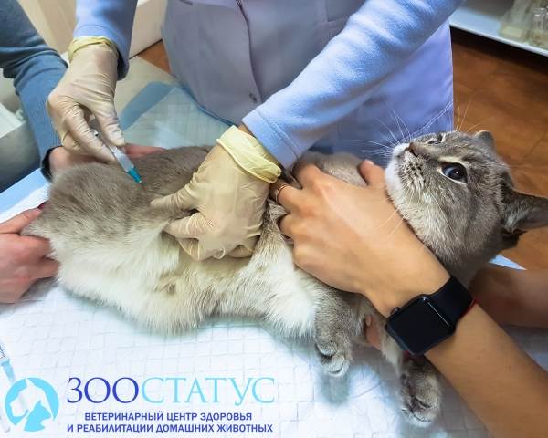 Стерилизация кошек уколом
Фото химическая кастрация кошек