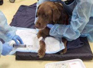 Химиотерапия для собак и кошек Фото