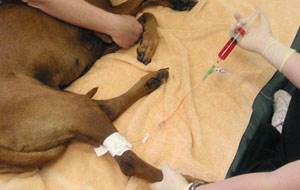 Проведение химиотерапии у собак и кошек Фото