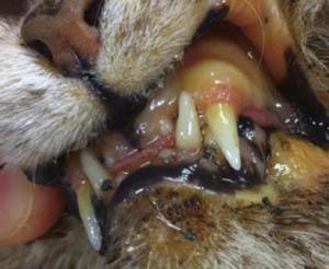 Холецистит у кошек Фото