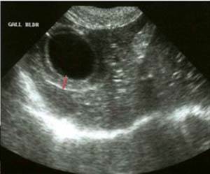 Холецистит у кошек Фото