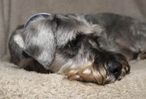 Холестаз у собак Фото