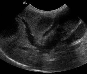 Холестаз у собак Фото