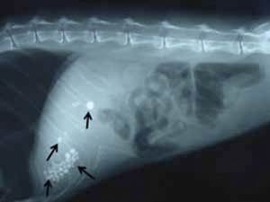 Холестаз у собак Фото