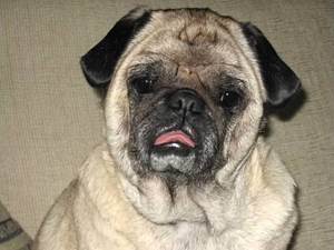 Хрипы у собак Фото