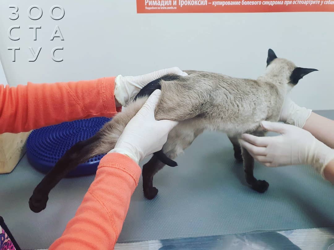 Хромота у кошек Фото кошка хромает на заднюю лапу