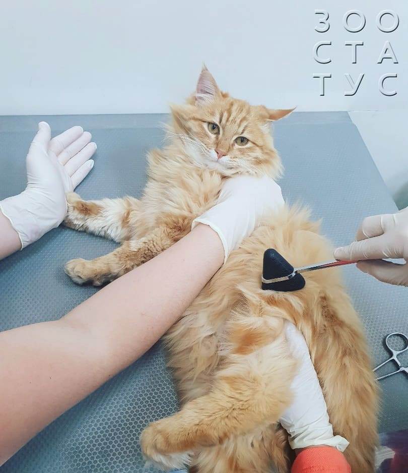 Хромота у кошек Фото кошка хромает на заднюю лапу