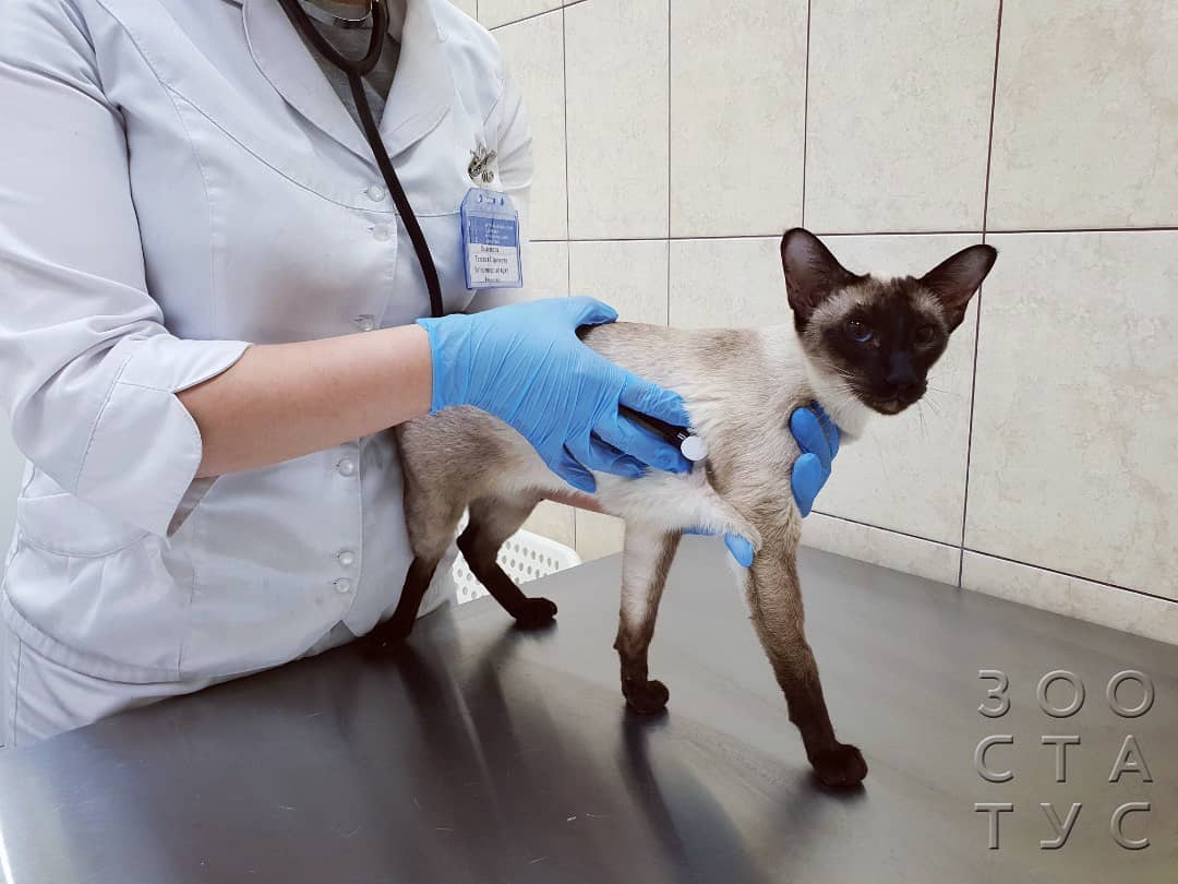 Хромота у кошек Фото кошка хромает на заднюю лапу