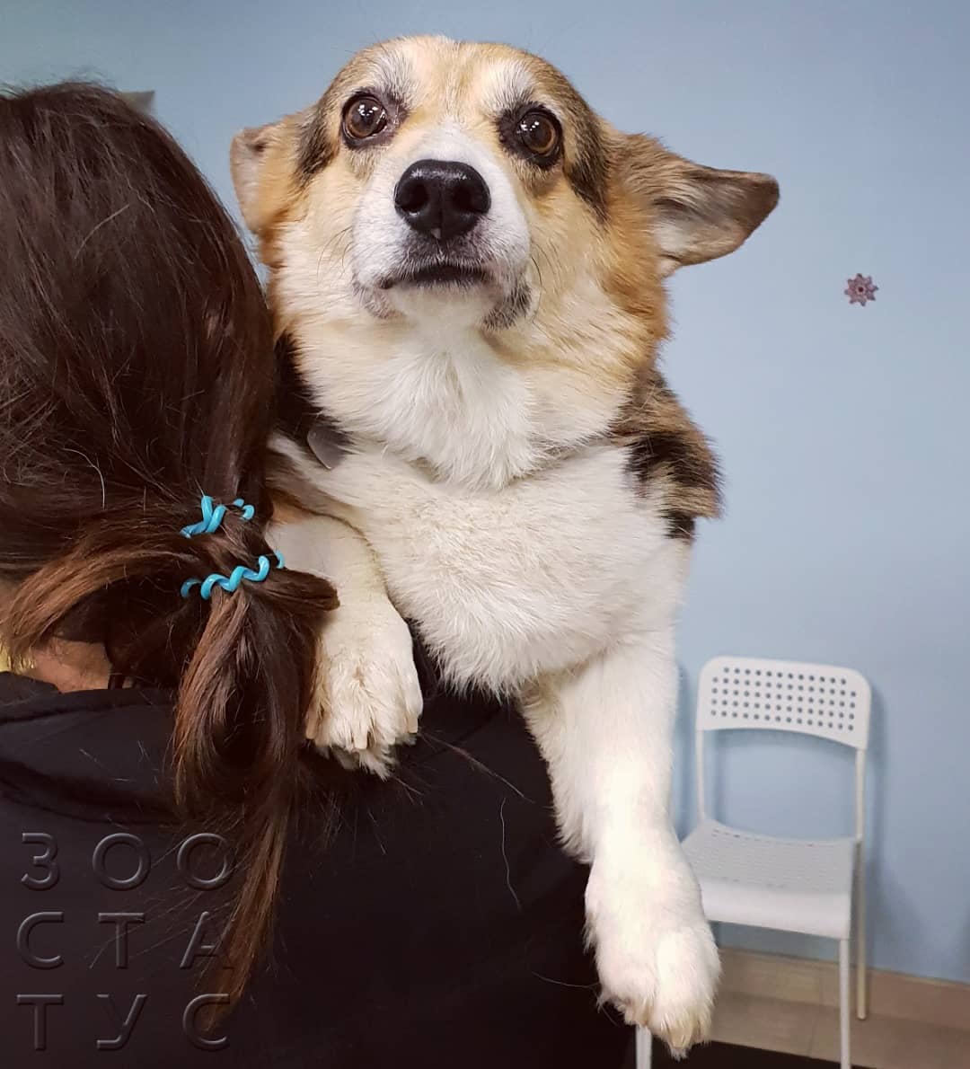 Собака хромает на заднюю лапу Фото хромота у собак