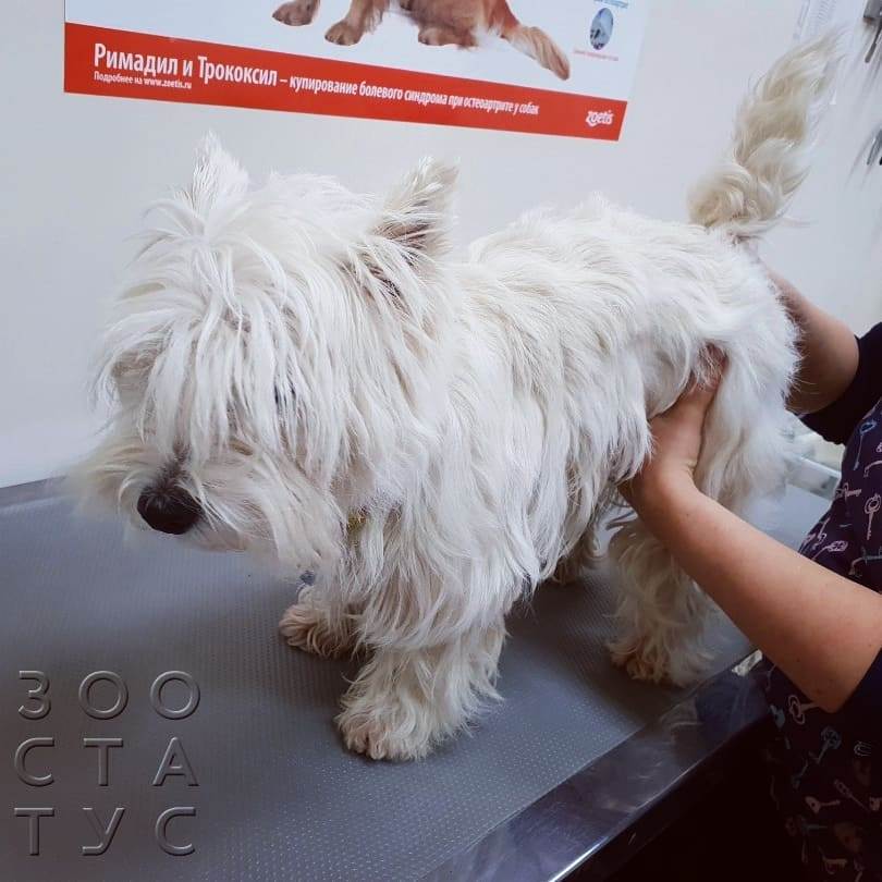 Собака хромает на заднюю лапу Фото хромота у собак