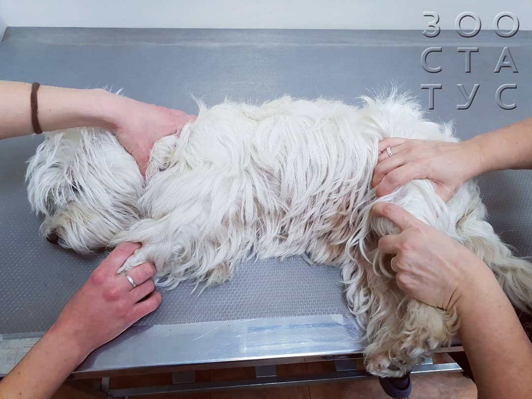 Собака хромает на заднюю лапу Фото хромота у собак