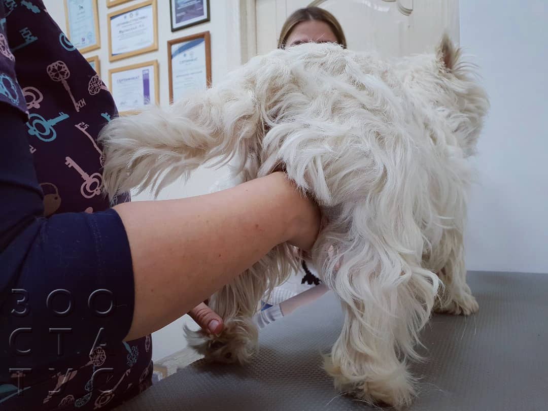 Собака хромает на заднюю лапу Фото хромота у собак