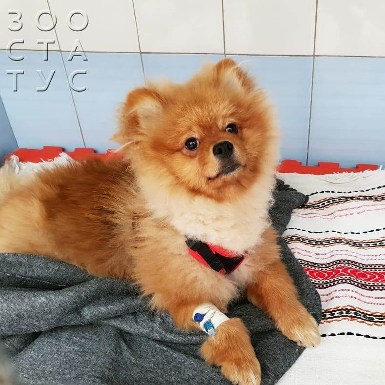 Хроническая сердечная недостаточность у собак Фото сердечная недостаточность собаки