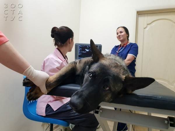 Хроническая сердечная недостаточность у собак Фото сердечная недостаточность собаки