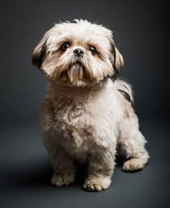 Икота у собак Фото